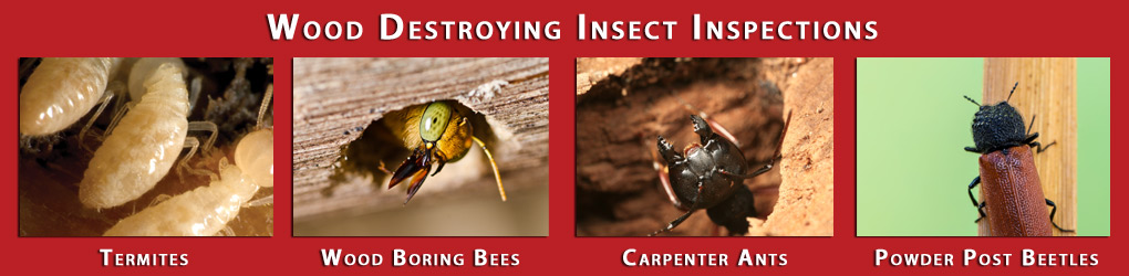 Wood Destroying Insect Inspections